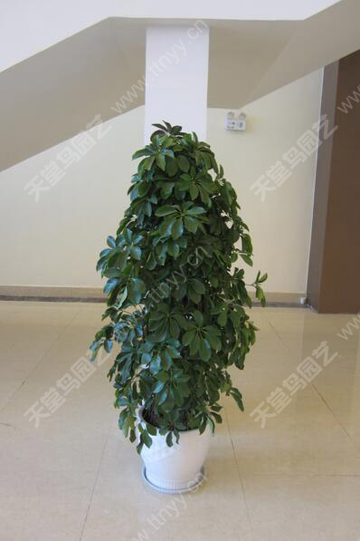 Ԫ����(sh��)